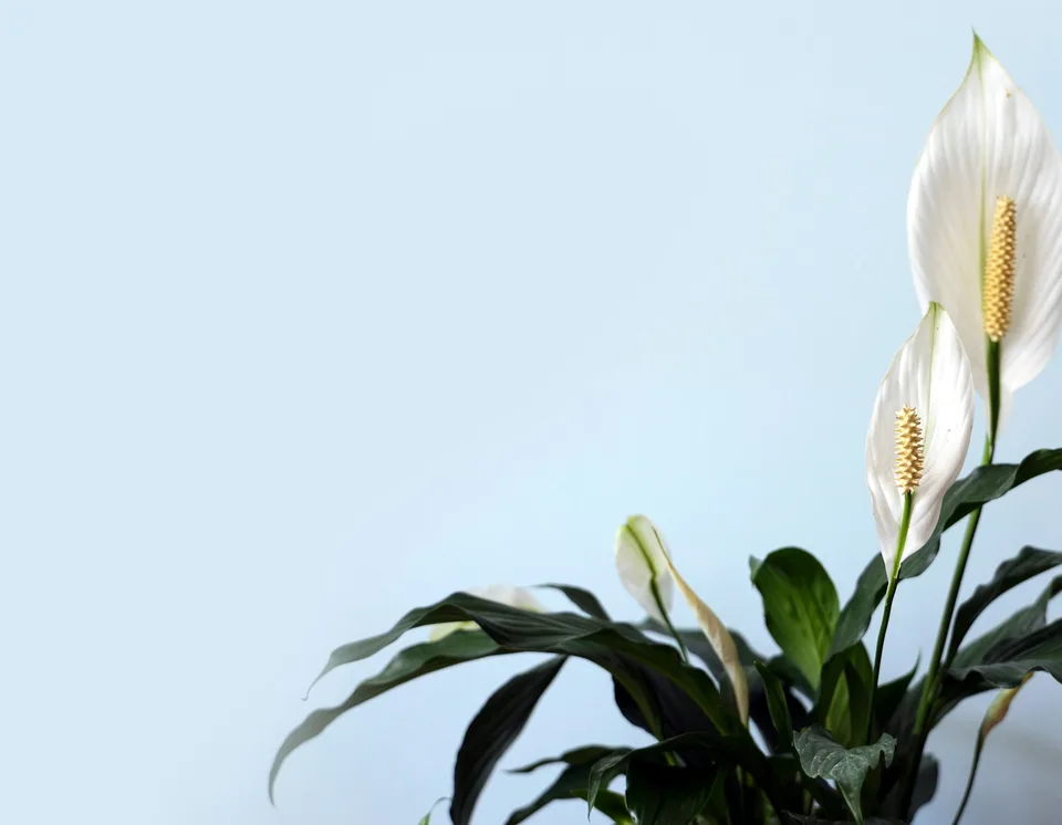 white petaled flower with green leaves