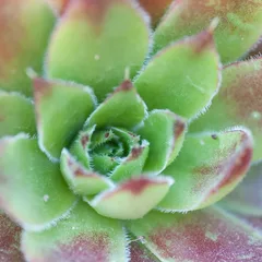 a close up of a green and red plant