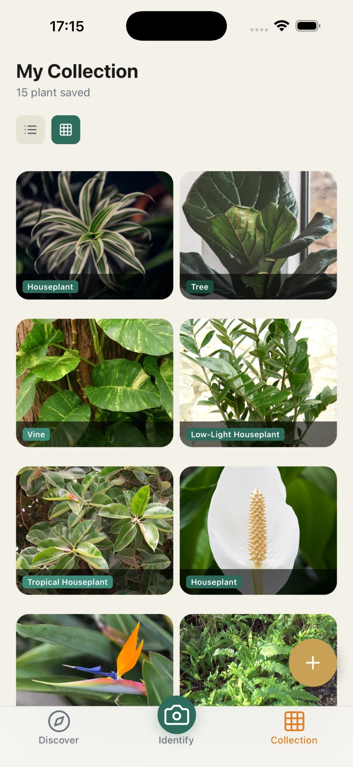 Plant Identifier care guide for Spider Plant listing light and water needs, care difficulty, toxicity, and native range